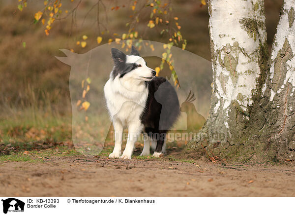 Border Collie / Border Collie / KB-13393