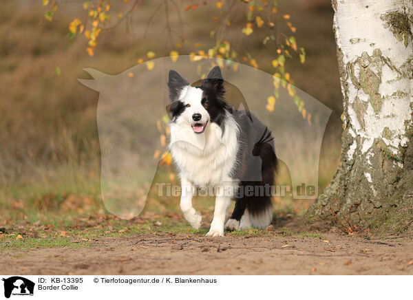 Border Collie / Border Collie / KB-13395