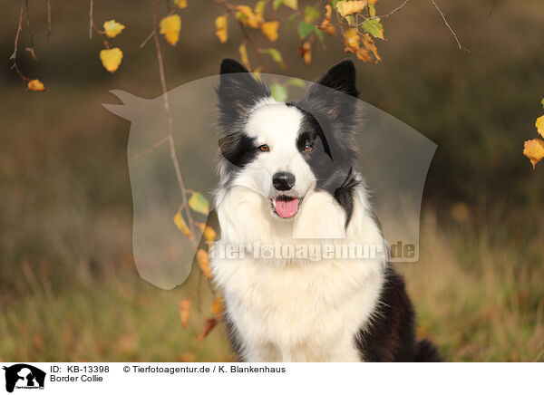 Border Collie / Border Collie / KB-13398