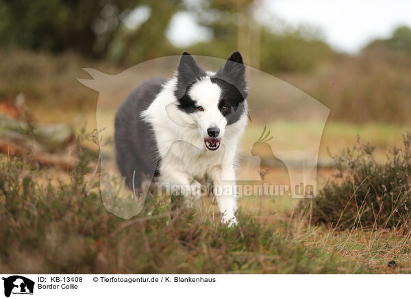 Border Collie / Border Collie / KB-13408