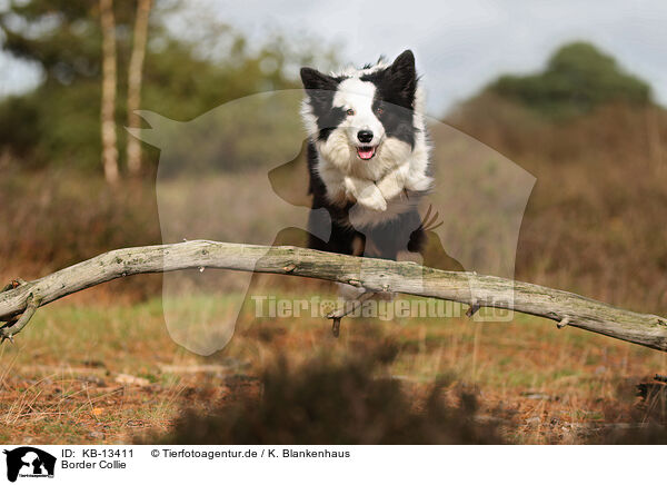 Border Collie / Border Collie / KB-13411