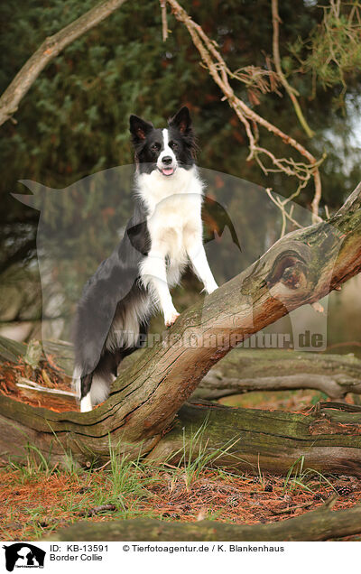 Border Collie / KB-13591