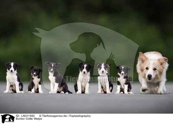 Border Collie Welpe / LM-01560