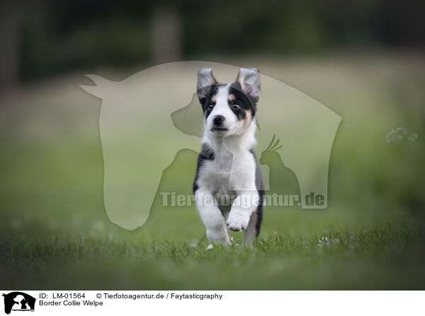 Border Collie Welpe / LM-01564