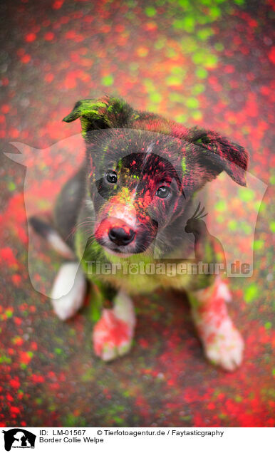 Border Collie Welpe / LM-01567