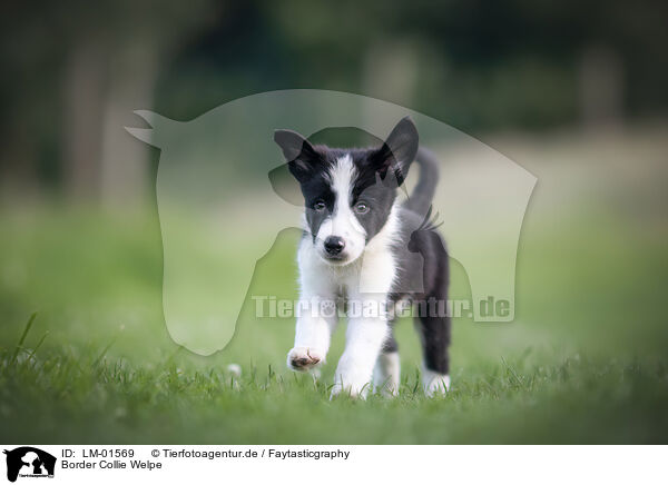 Border Collie Welpe / LM-01569