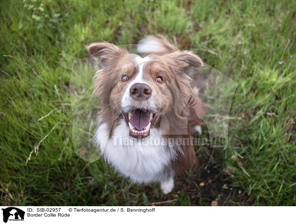 Border Collie Rde / male Border Collie / SIB-02957