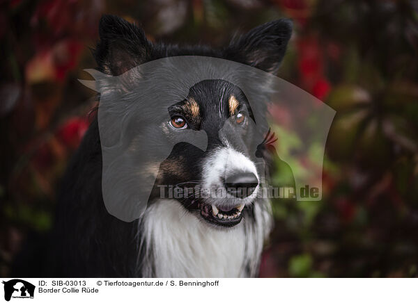 Border Collie Rde / male Border Collie / SIB-03013