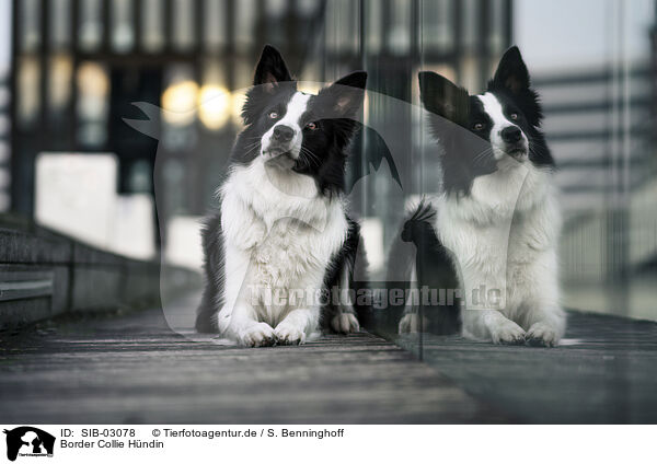 Border Collie Hndin / female Border Collie / SIB-03078