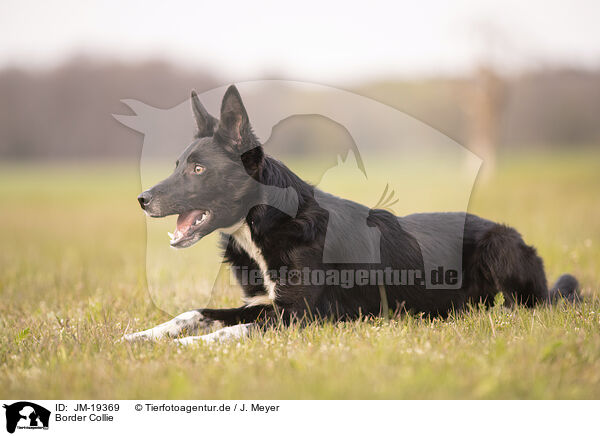 Border Collie / Border Collie / JM-19369