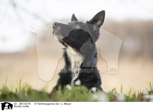 Border Collie / Border Collie / JM-19376