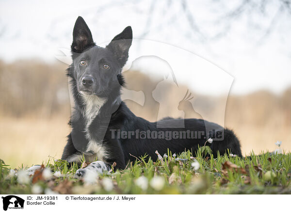 Border Collie / Border Collie / JM-19381