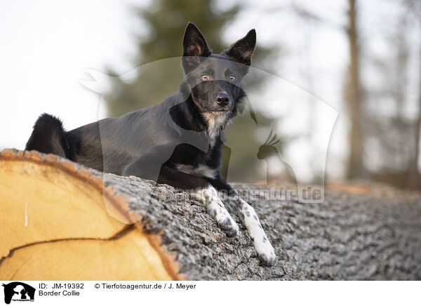 Border Collie / Border Collie / JM-19392