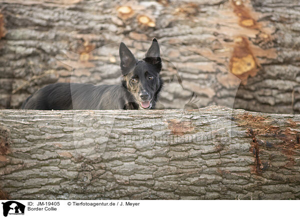 Border Collie / Border Collie / JM-19405