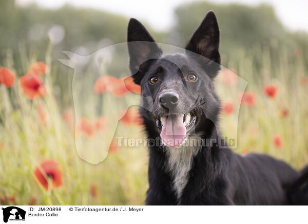 Border Collie / Border Collie / JM-20898