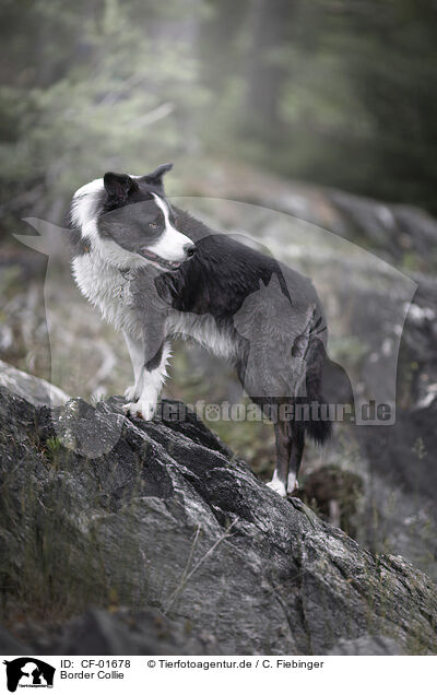 Border Collie / Border Collie / CF-01678