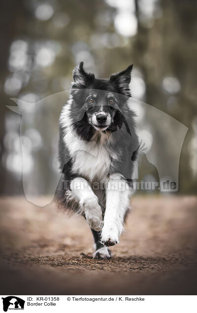 Border Collie / Border Collie / KR-01358