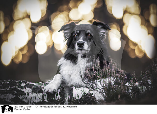 Border Collie / KR-01366