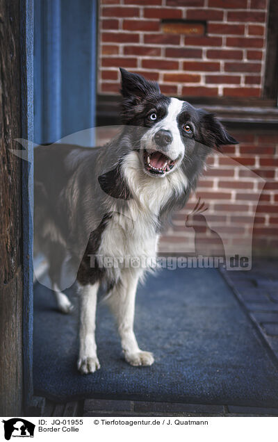 Border Collie / Border Collie / JQ-01955