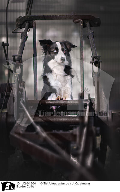 Border Collie / JQ-01964