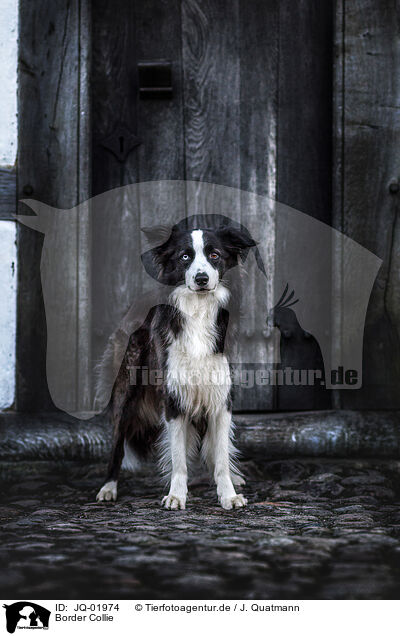 Border Collie / JQ-01974