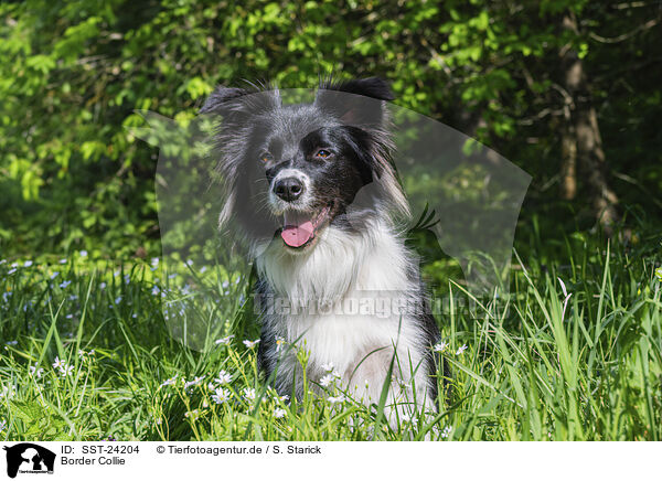 Border Collie / Border Collie / SST-24204