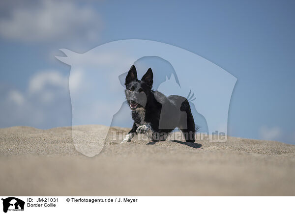 Border Collie / Border Collie / JM-21031