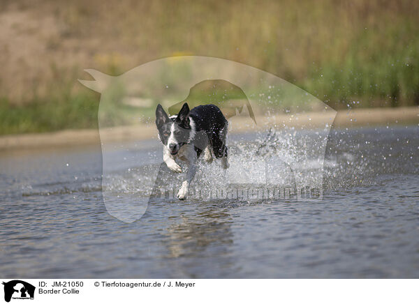 Border Collie / Border Collie / JM-21050