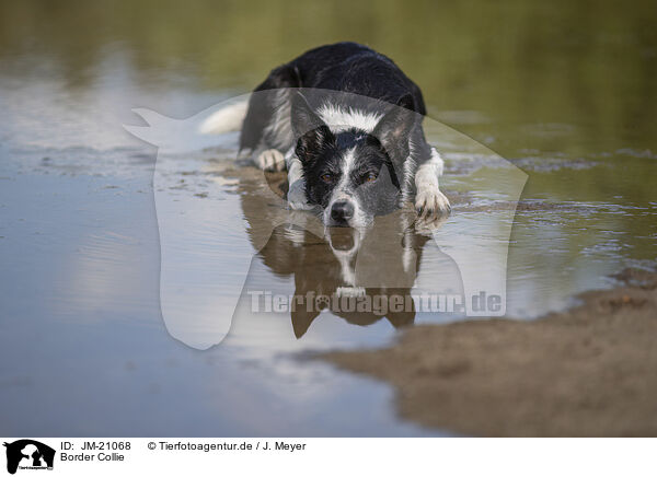 Border Collie / Border Collie / JM-21068