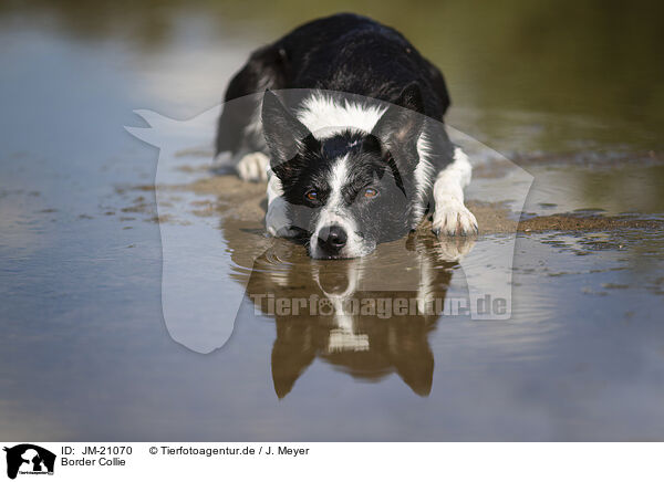 Border Collie / Border Collie / JM-21070