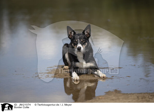 Border Collie / Border Collie / JM-21074