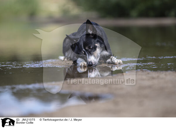 Border Collie / Border Collie / JM-21075