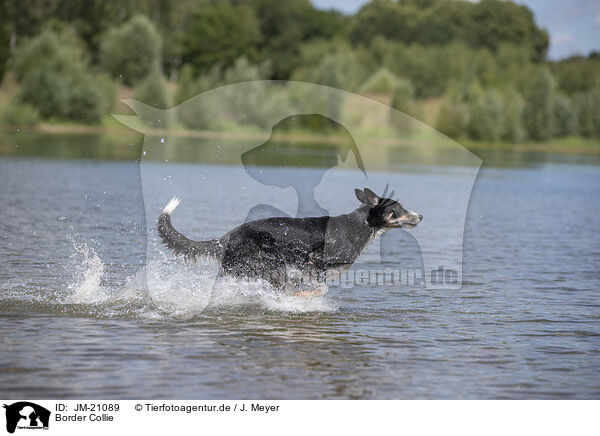 Border Collie / Border Collie / JM-21089