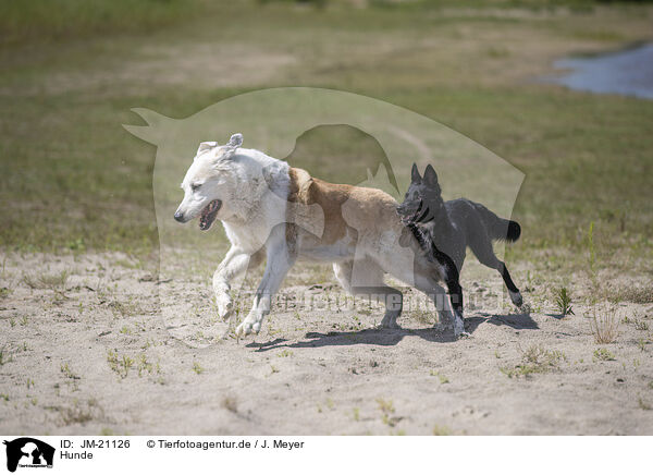 Hunde / dogs / JM-21126