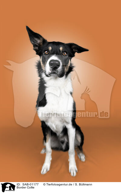 Border Collie / Border Collie / SAB-01177