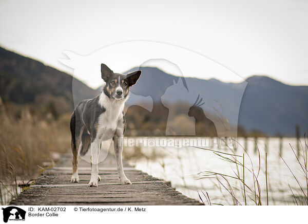 Border Collie / Border Collie / KAM-02702