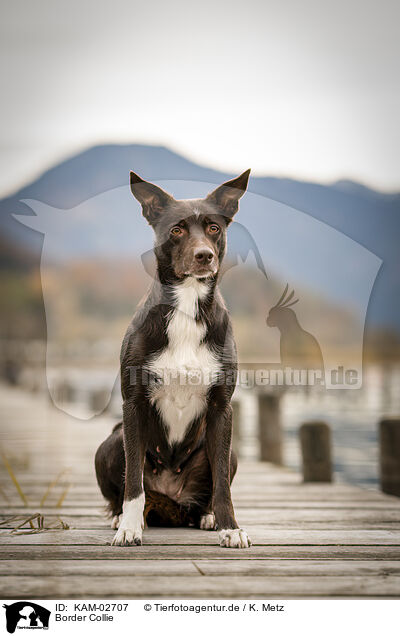 Border Collie / Border Collie / KAM-02707