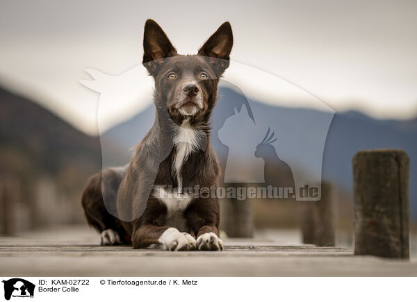 Border Collie / Border Collie / KAM-02722