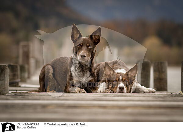 Border Collies / Border Collies / KAM-02728