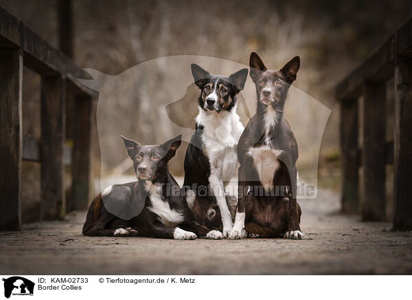 Border Collies / Border Collies / KAM-02733