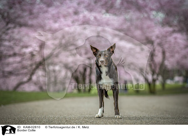 Border Collie / Border Collie / KAM-02810