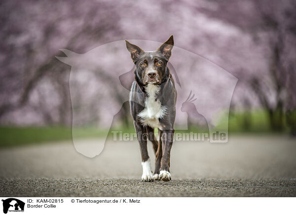 Border Collie / Border Collie / KAM-02815