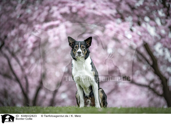 Border Collie / Border Collie / KAM-02823