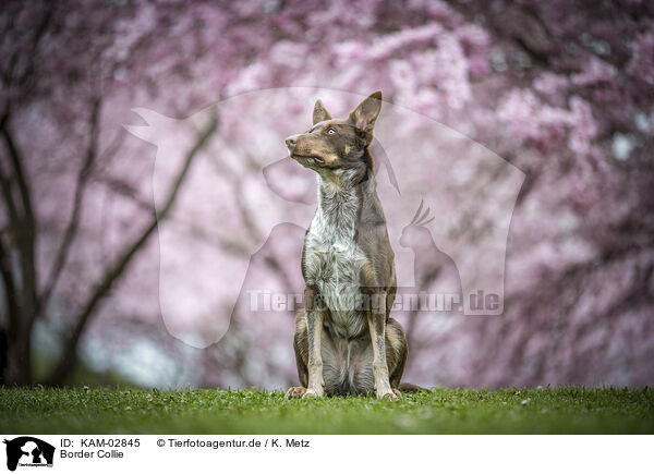 Border Collie / Border Collie / KAM-02845