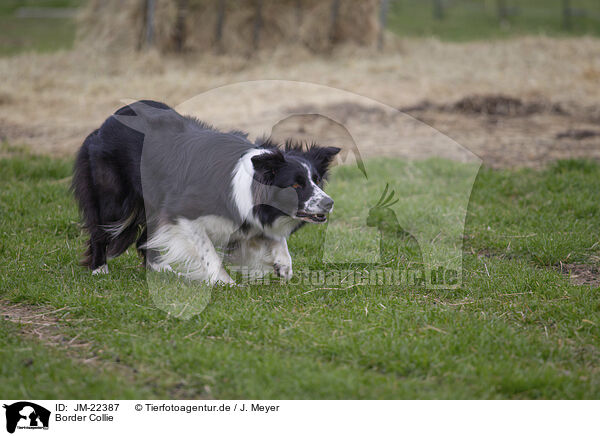 Border Collie / Border Collie / JM-22387