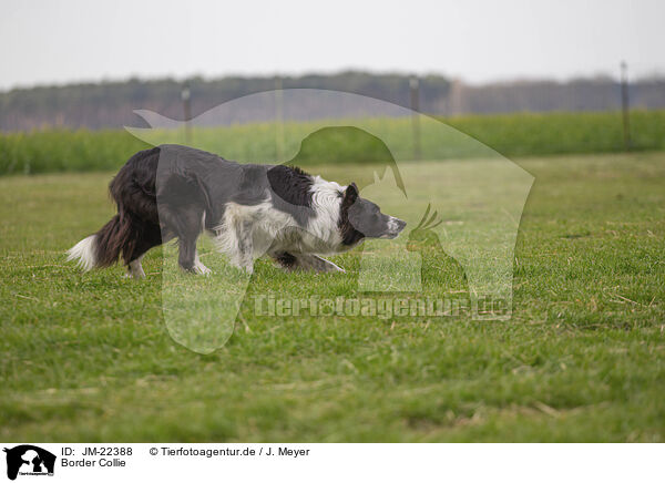 Border Collie / Border Collie / JM-22388