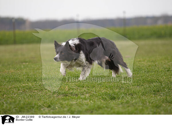 Border Collie / Border Collie / JM-22389