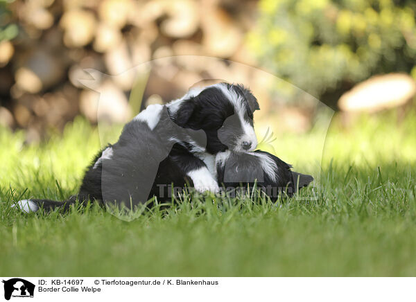 Border Collie Welpe / Border Collie puppy / KB-14697