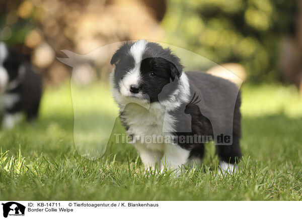 Border Collie Welpe / Border Collie puppy / KB-14711