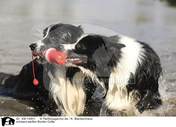 schwarz-weier Border Collie / black-white Border Collie / KB-14801